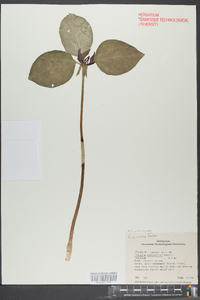 Trillium lanceolatum image