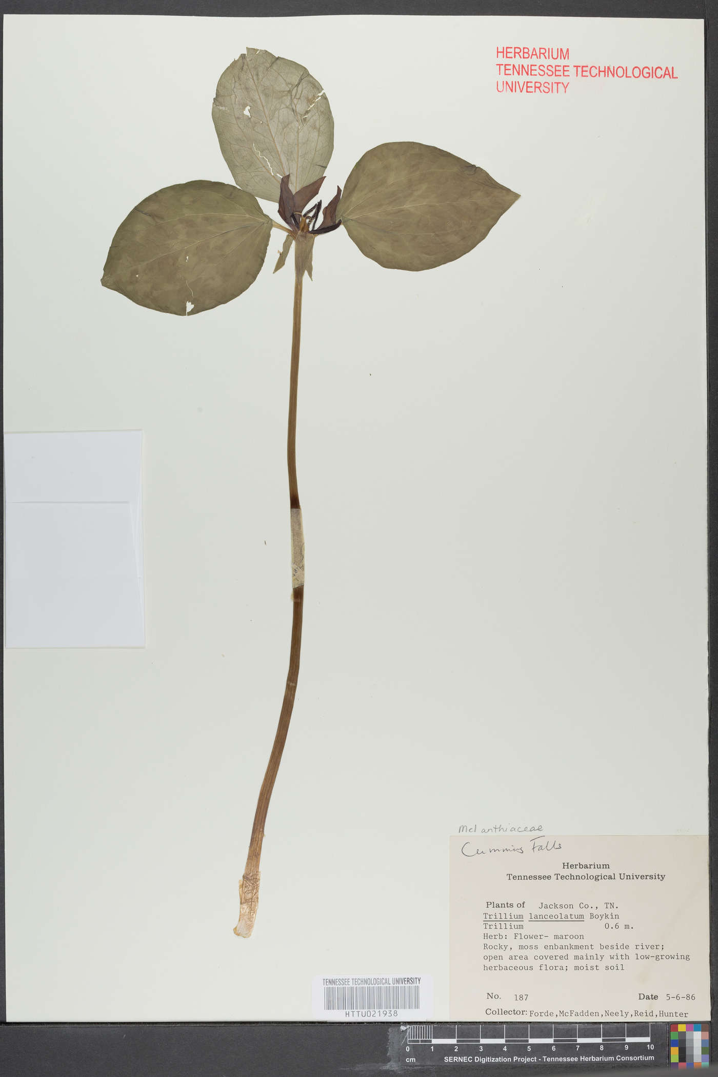 Trillium lanceolatum image