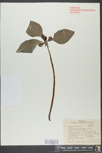 Trillium lanceolatum image