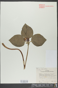 Trillium lanceolatum image