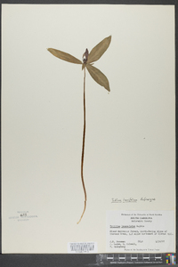 Trillium lanceolatum image