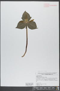 Trillium luteum image