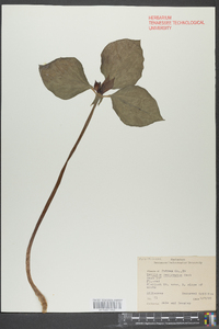 Trillium recurvatum image