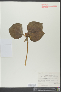 Trillium recurvatum image