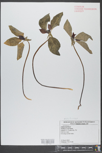 Trillium recurvatum image