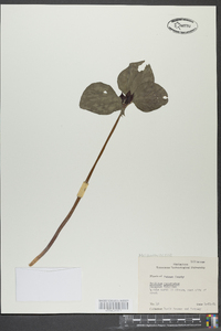 Trillium recurvatum image