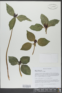 Trillium recurvatum image