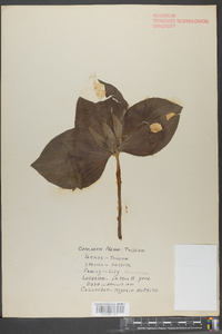 Trillium sessile image