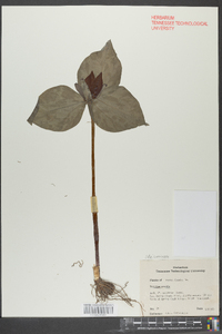 Trillium sessile image