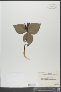 Trillium sessile image