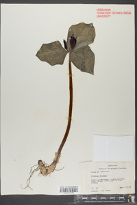 Trillium sessile image