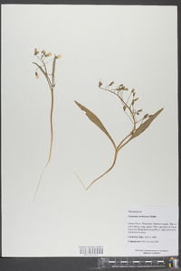 Claytonia caroliniana image