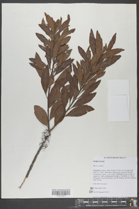 Myrica cerifera image