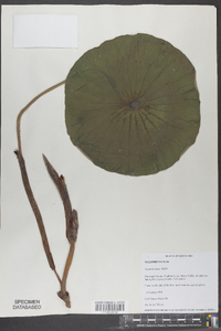 Nelumbo lutea image