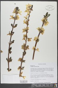 Forsythia viridissima image