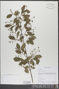 Ligustrum sinense image