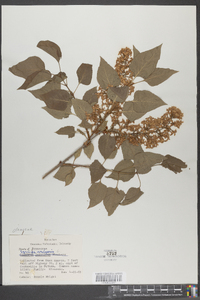 Syringa vulgaris image