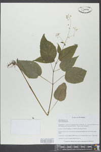 Circaea canadensis image