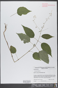 Circaea canadensis image