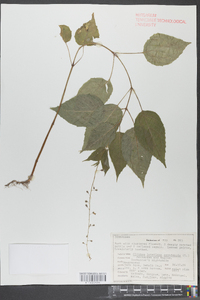 Circaea canadensis image