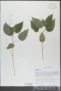 Circaea canadensis image