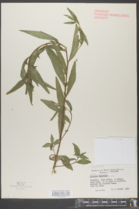 Ludwigia decurrens image