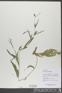 Ludwigia decurrens image