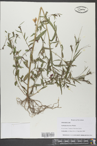 Ludwigia decurrens image