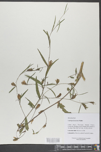 Ludwigia decurrens image