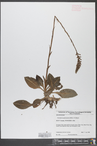 Goodyera pubescens image