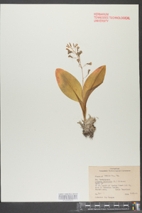 Liparis liliifolia image