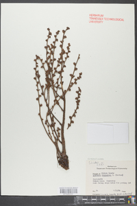 Epifagus virginiana image