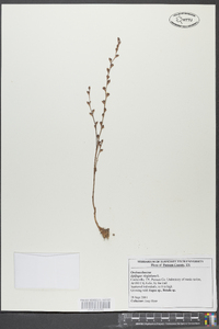 Epifagus virginiana image