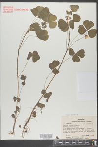 Oxalis grandis image