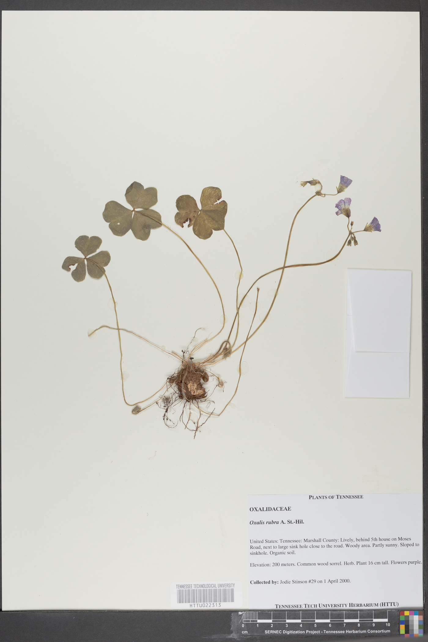 Oxalis rubra image