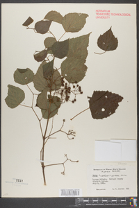 Ampelopsis arborea image