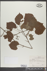 Vitis rotundifolia image