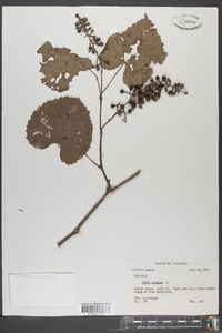 Vitis vulpina image