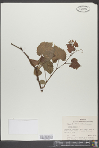 Vitis vulpina image