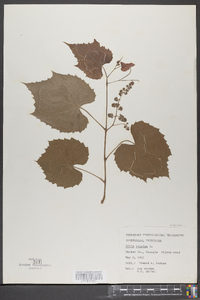 Vitis vulpina image