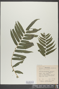 Athyrium pycnocarpon image