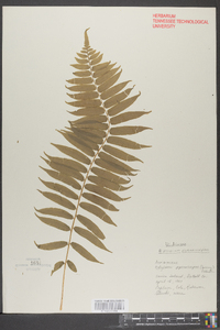 Athyrium pycnocarpon image