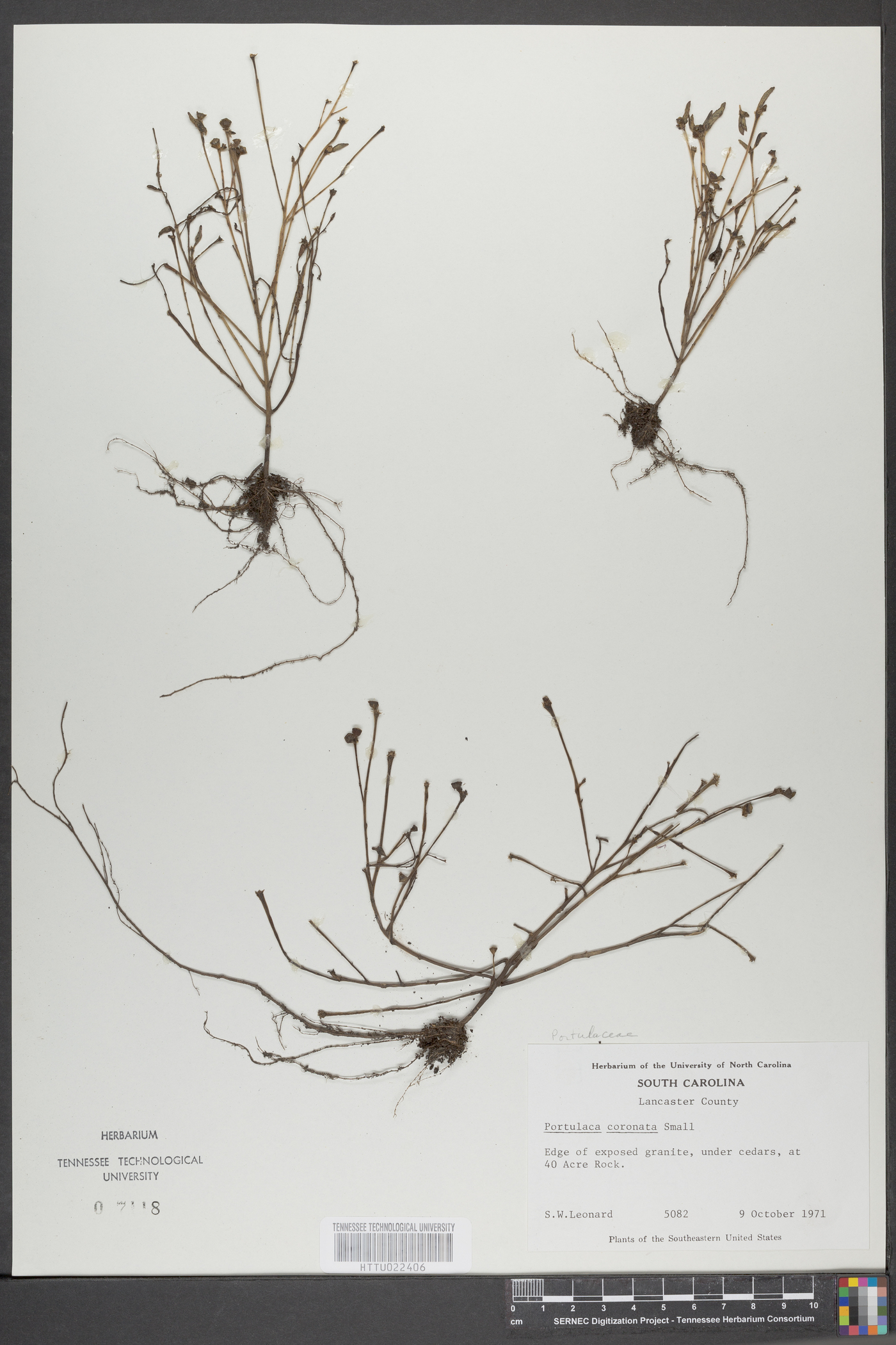 Portulaca umbraticola subsp. coronata image