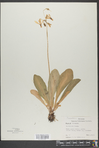 Dodecatheon meadia image