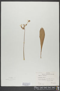 Dodecatheon meadia image