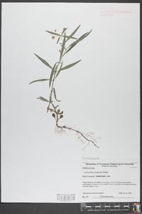 Lysimachia lanceolata image