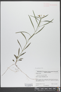 Lysimachia lanceolata image