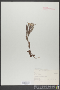 Lysimachia lanceolata image