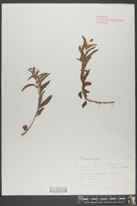 Lysimachia lanceolata image