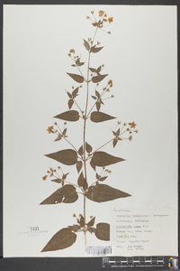 Lysimachia tonsa image